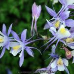 Colorado Columbines