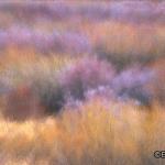 Watercolor Willows