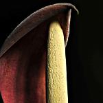 O'Keeffe-like