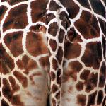 Animal Kingdom Patterns