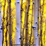 Owl Creek Aspens, Colorado