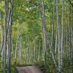 Mt. Elbert Trail